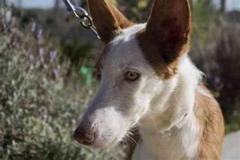 Perros podenco y sus cruces en adopción en Valencia